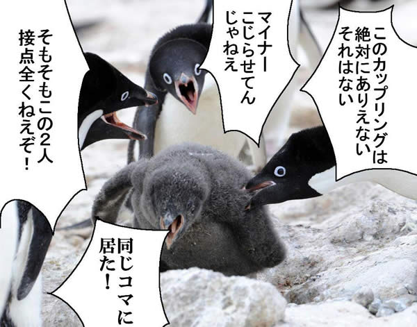 ペンギン 争い このカップリングは絶対にありえないそれはない